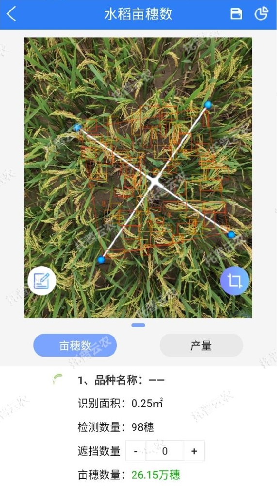 水稻測產(chǎn)，要用精準(zhǔn)高效又便捷的畝穗數(shù)測量系統(tǒng)